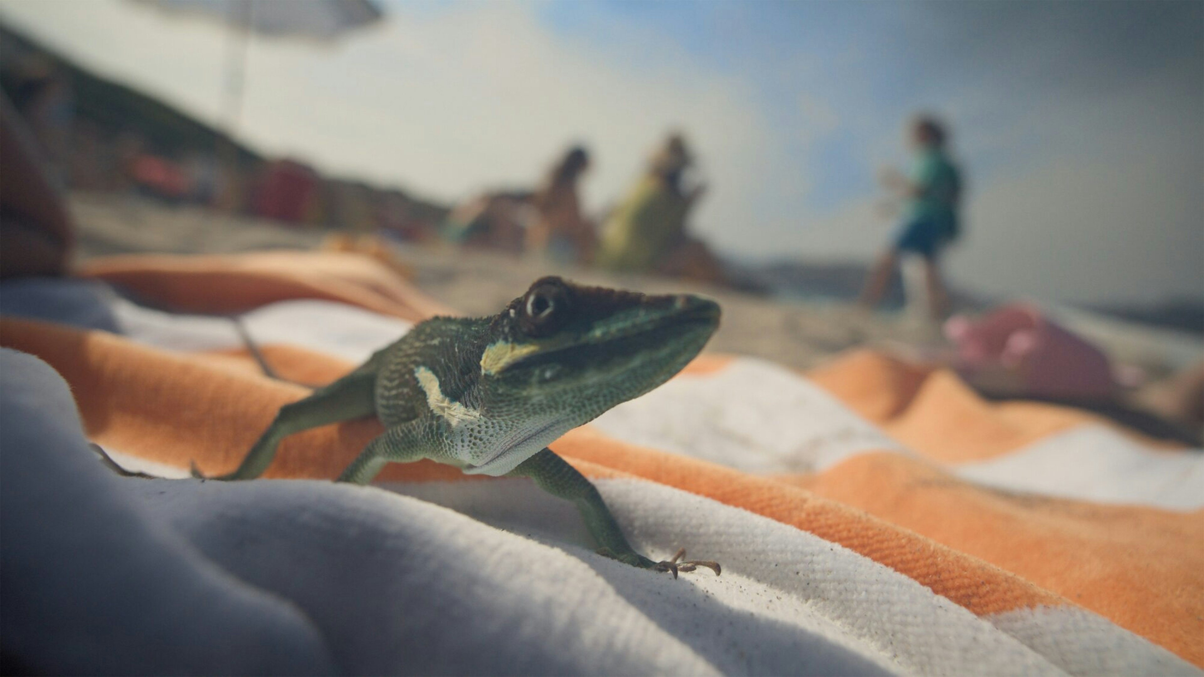 Summer’s Greatest Hits